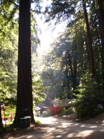 Among the California Redwoods